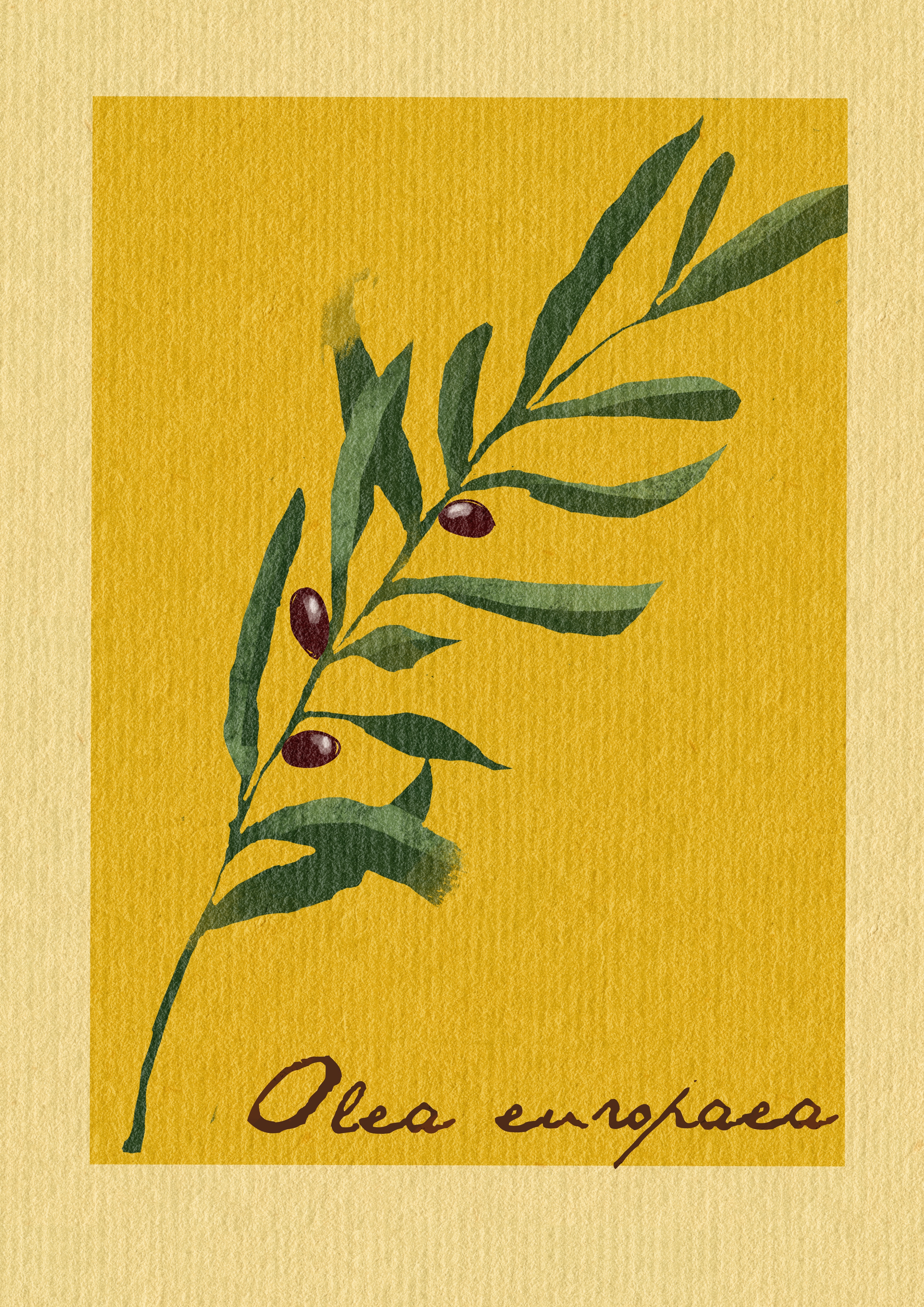 Olea Europaea